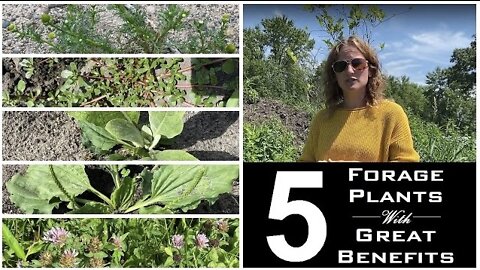 5 Beneficial Plants You Can Forage In Minnesota