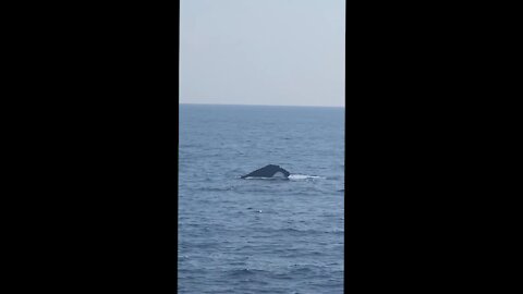 Beautiful fin whale off the Catalonian coast