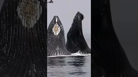 Amazing and Trending videos on YouTube 2022