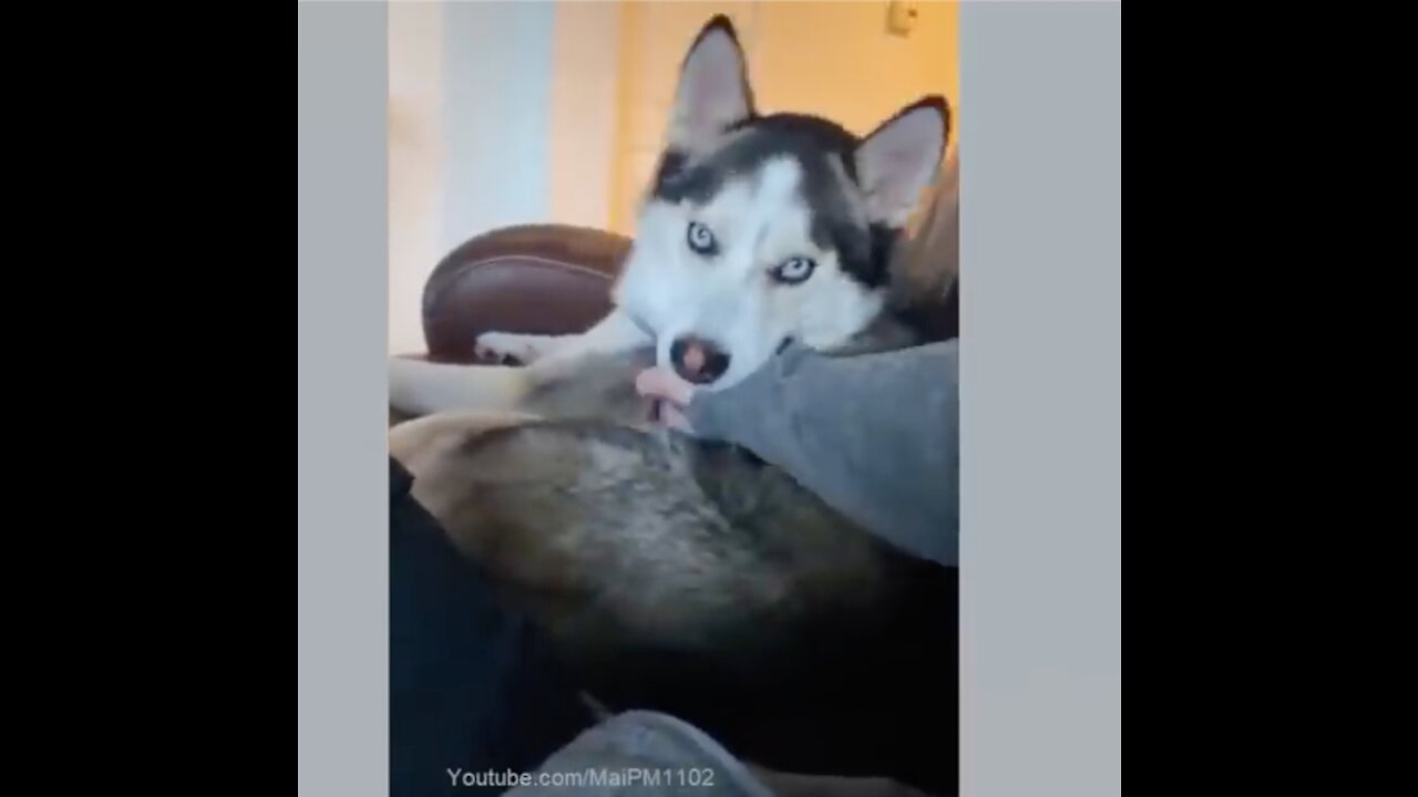 Try Not To Laugh | Funniest Dog Videos