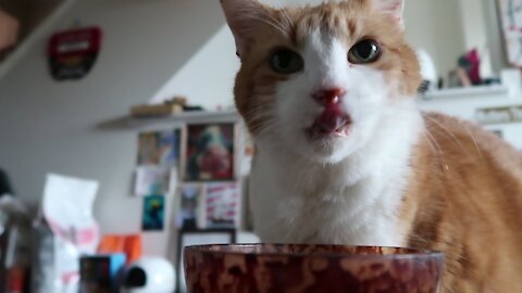 Cat Gets The Munchies Amazing Video