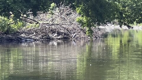 Great Blue Heron camouflaged in the brush