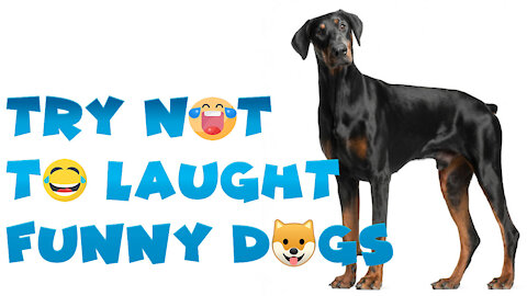 Try Not To Laugh - Funny Dogs Videos