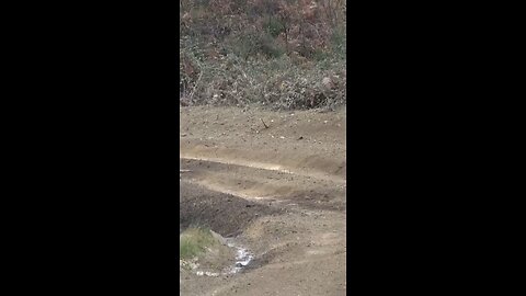 NESSCAR