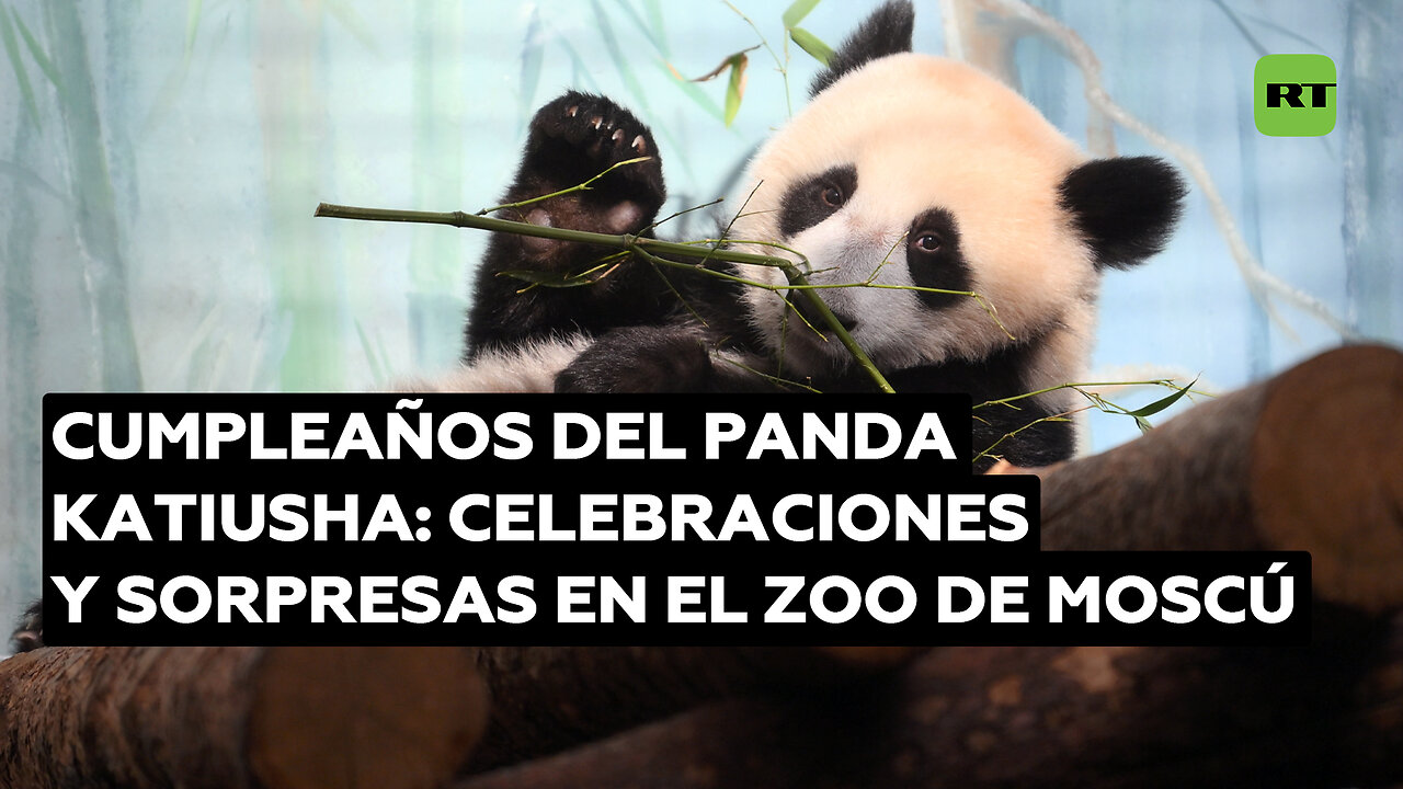 Panda Katiusha celebra su primer cumpleaños en el zoo de Moscú