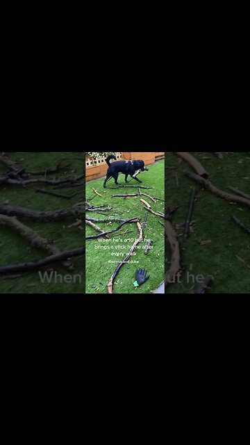 #dogs #dog #dogsofttiktok #doglovers