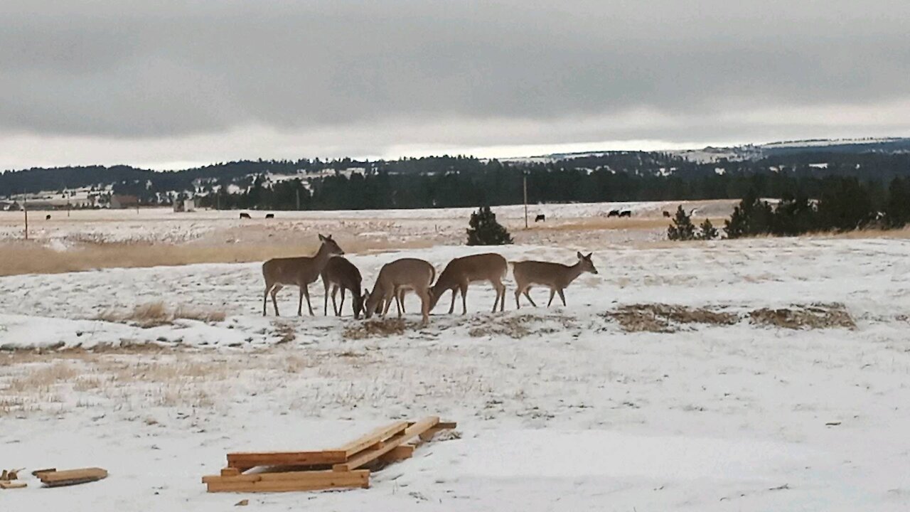 Tour of off grid homestead property deer feeding