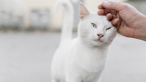 Here’s What It Means When Your Cat Curls Up With You