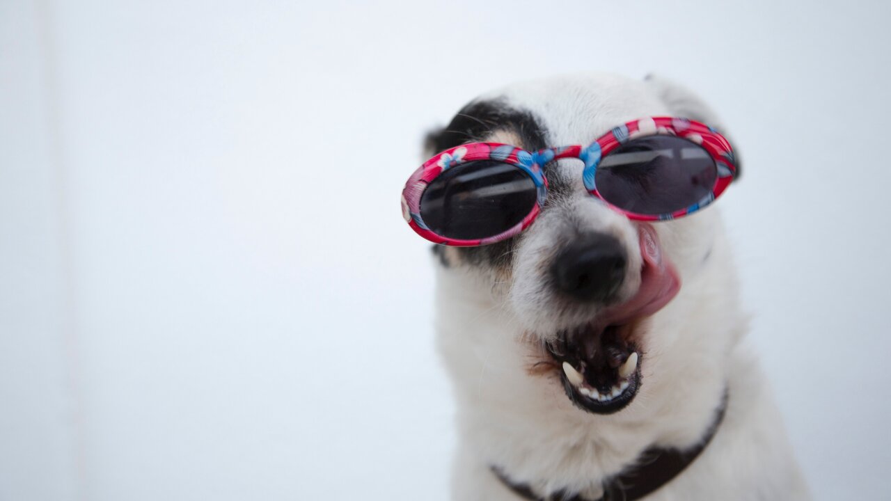 It's time to LAUGH with Dog's life in Funny Dog Videos .