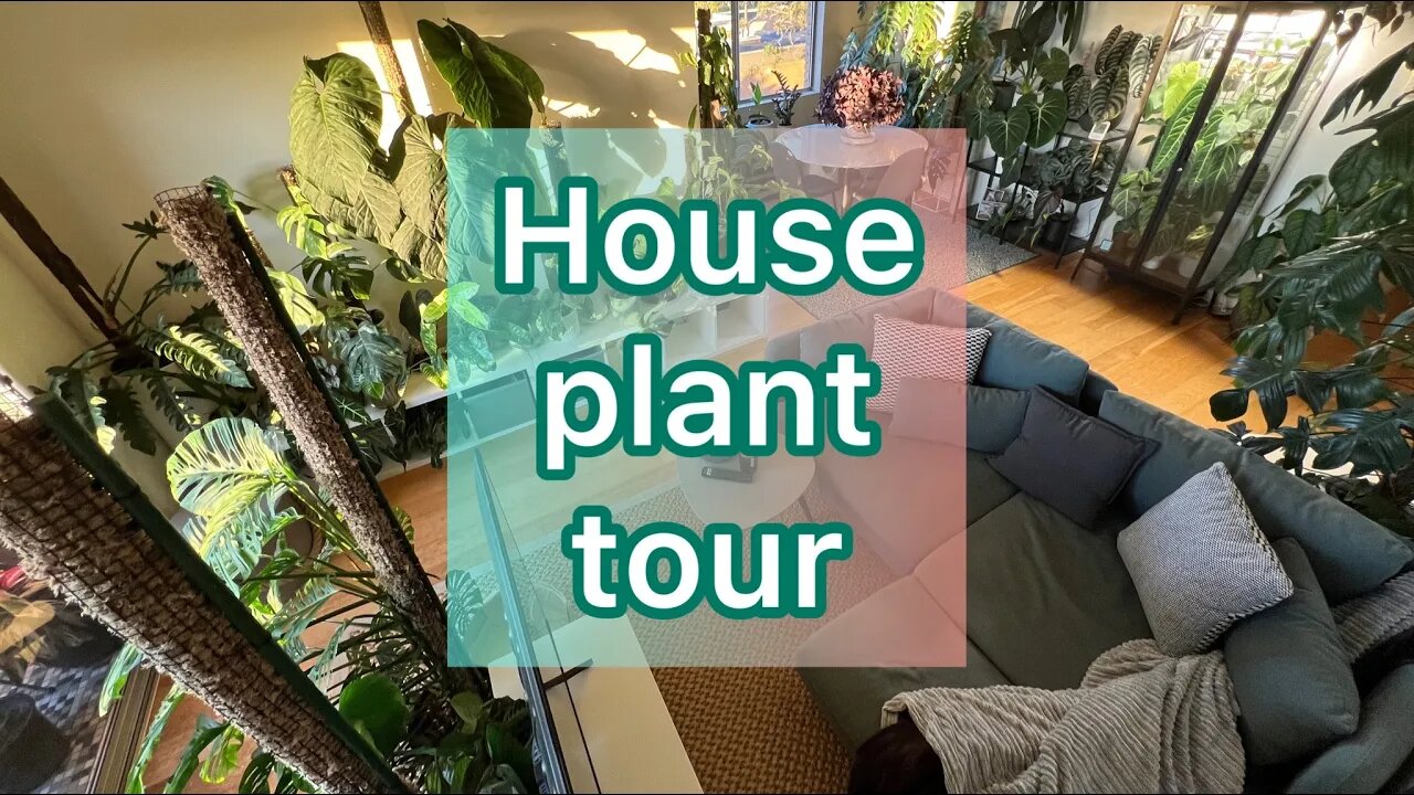 House plant tour #urbanjungle #planttour #houseplants