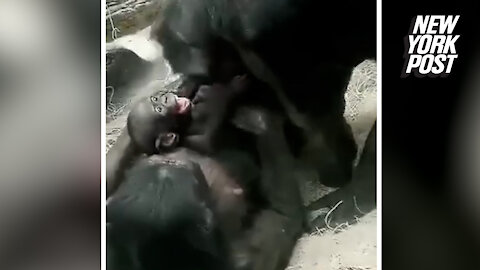 'Berry' cute: Grandma bonobo nuzzles baby with raspberries