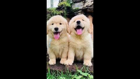 Cute puppies smiling 😍🐶