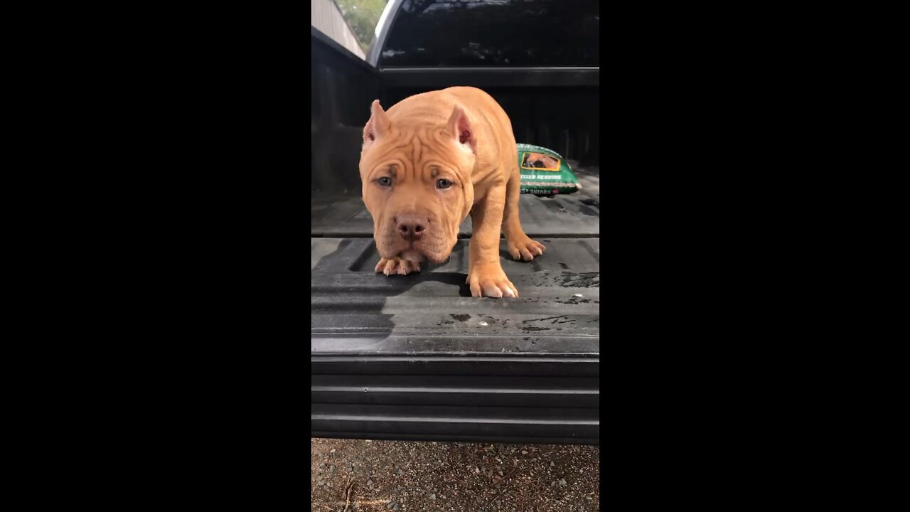 MASSIVE 8 week old Pit Bull puppy 🦁😍