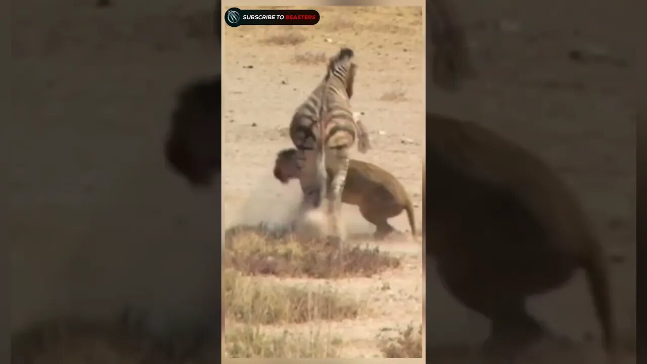 zebra escape from Lioness