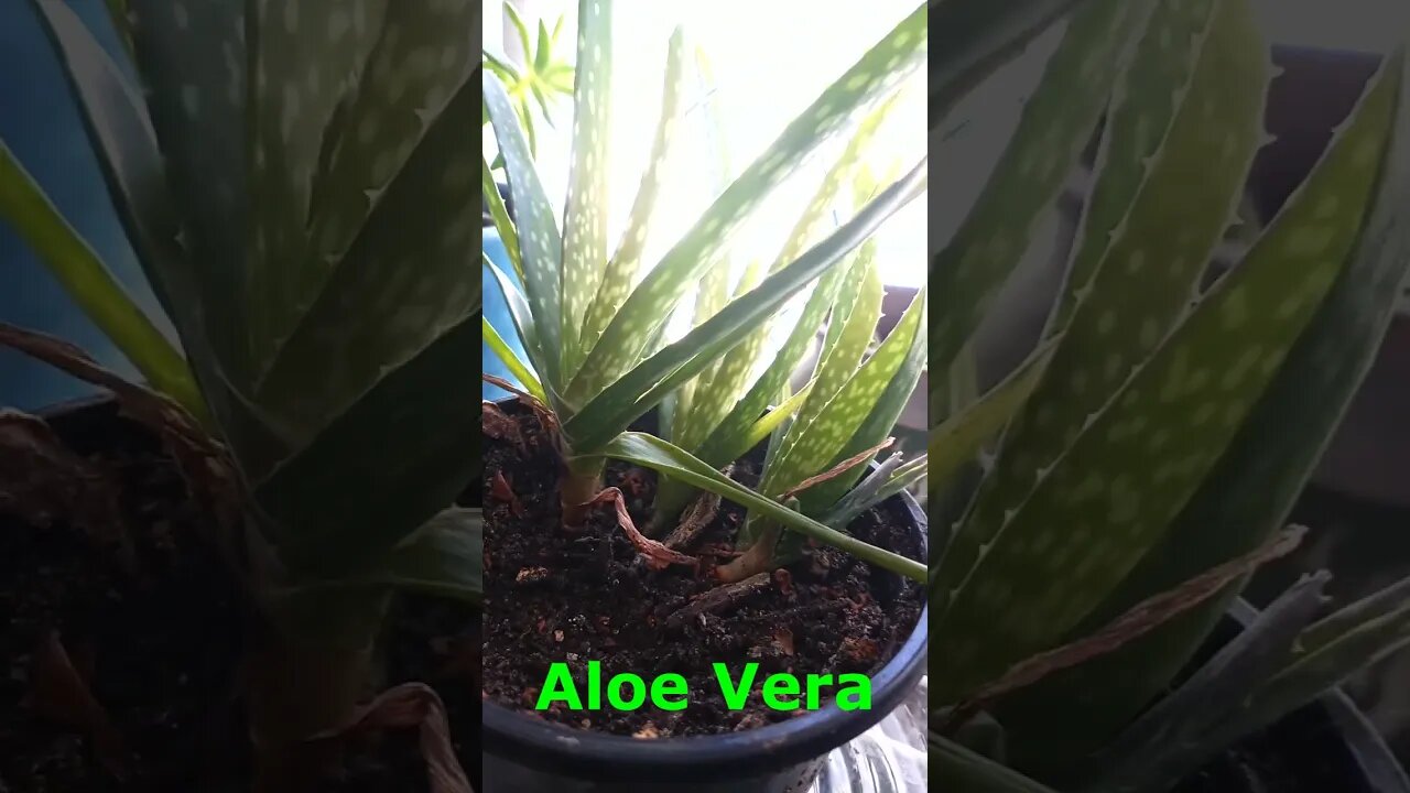 Aloe Vera