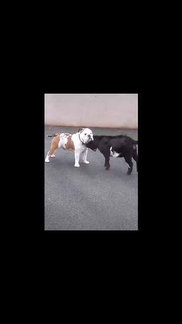 Incompetent goatling tries to murder confused dog ...