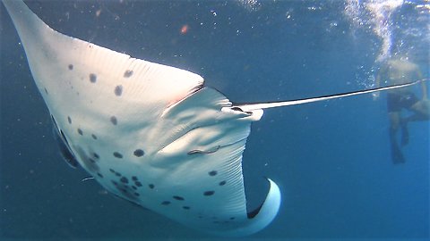 SWIMMING WITH GIANT MANTAS - Majestic sea Angels of Nusa Penida Bali