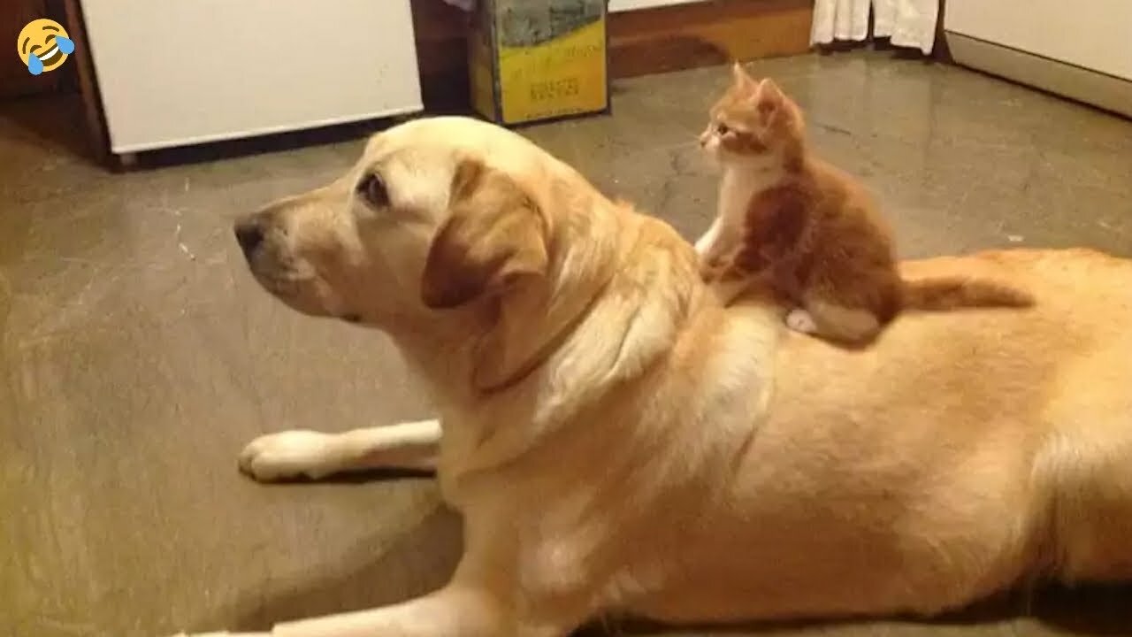 FUNNY CATS and DOGS 🐱🐶? New Funniest Animals Videos 2024