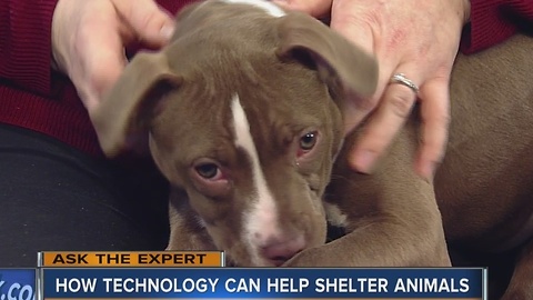 Ask the Expert: Tech can help shelter animals