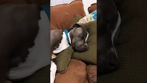 Einstein sawing logs. #einsteinsbackyard #shortvideo #pitties #pitbulls #snoringdog #shorts #dog