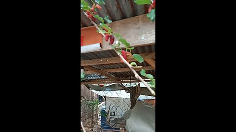 Malberry picking