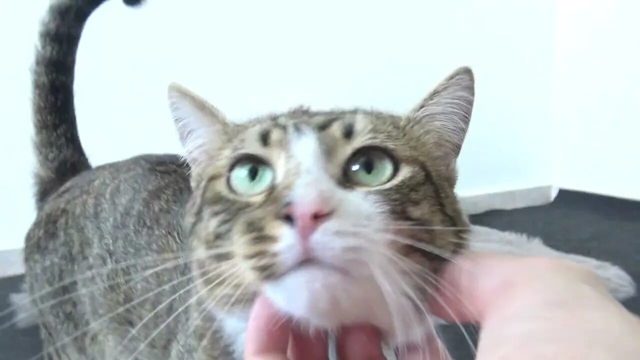 Cat Gets a New Fluffy Rug