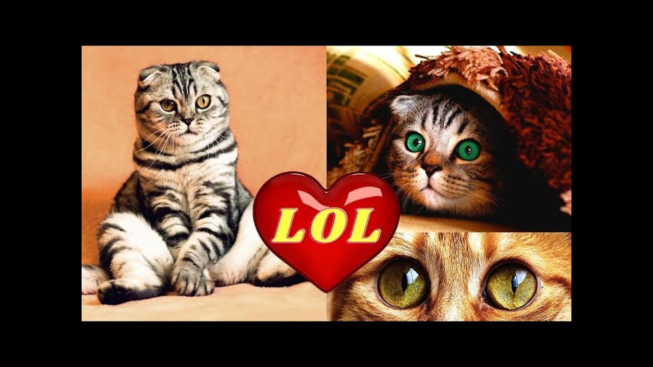 😹 😻 Cute and Funny Cat Videos !!!!Cute and Funny Animals