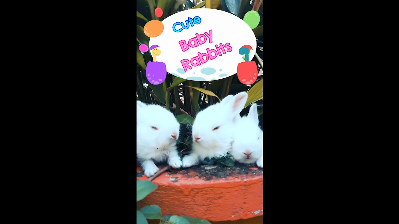 🐰 baby rabbits 🐇