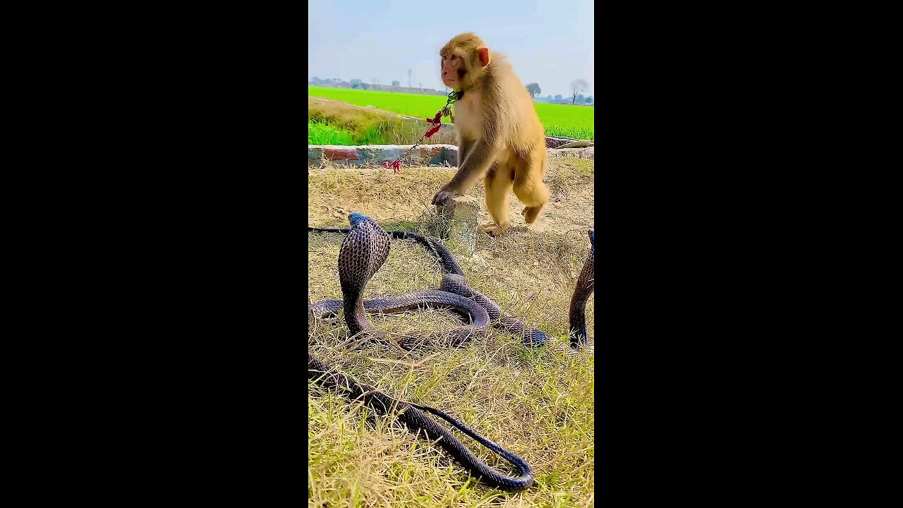 Monkey playing with snake 😲