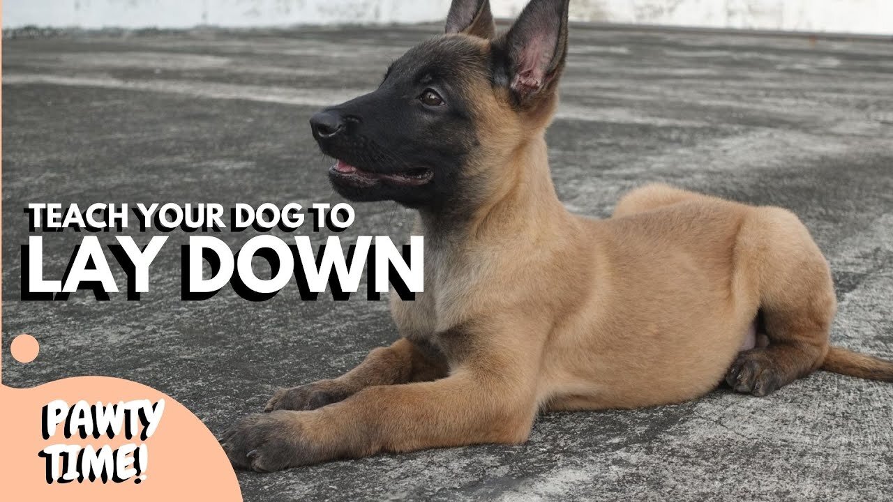 HowTo Train You Dog To Lie Down