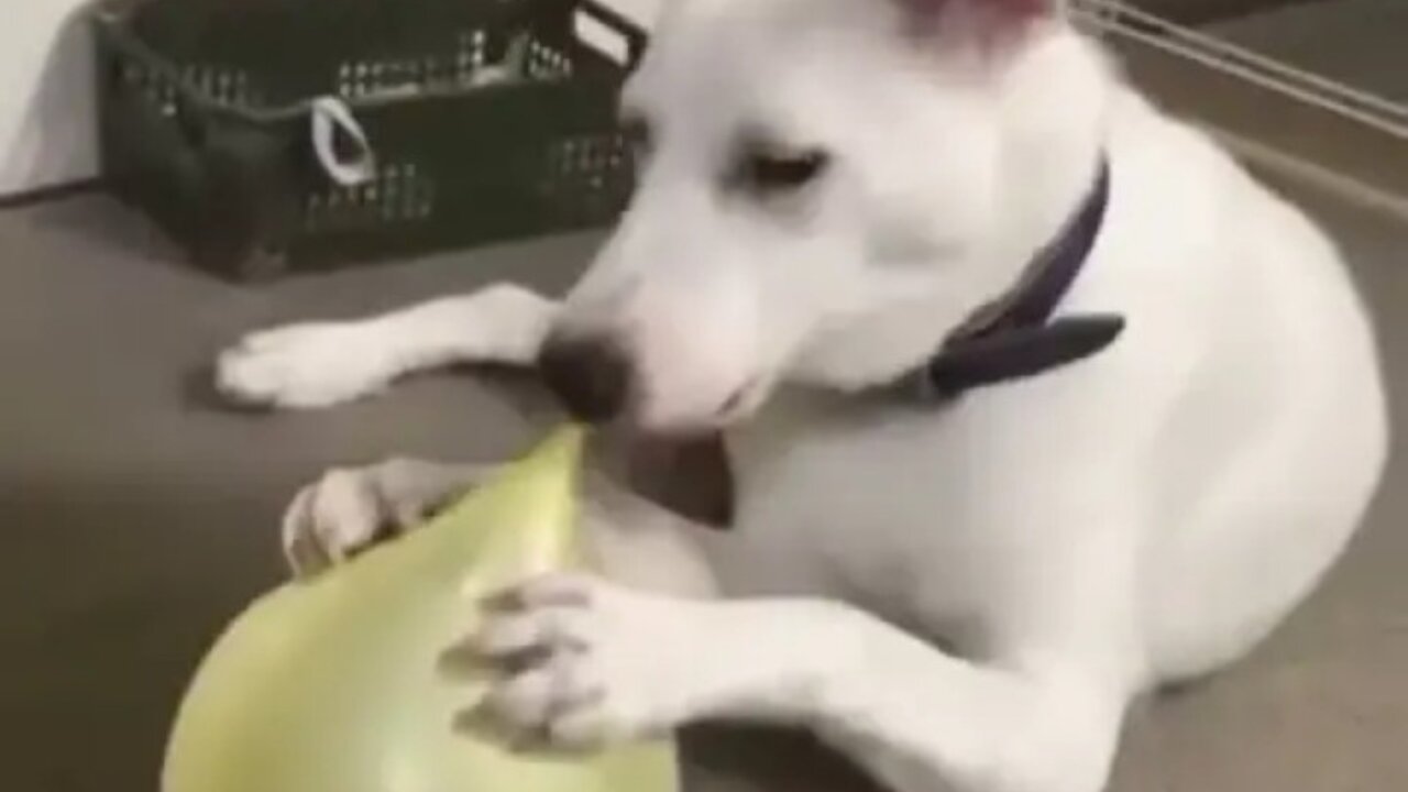 Funniest Cats and Dogs π πΊπ/Funny animals video #9