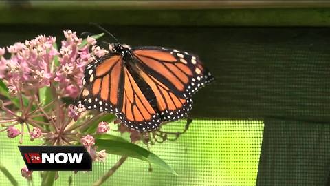 "Butterfly Man" is reconnecting people to nature