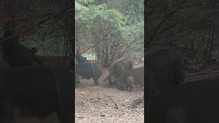 The piglets joined the herd and instinctively knew to stay away from the boars during dinner.