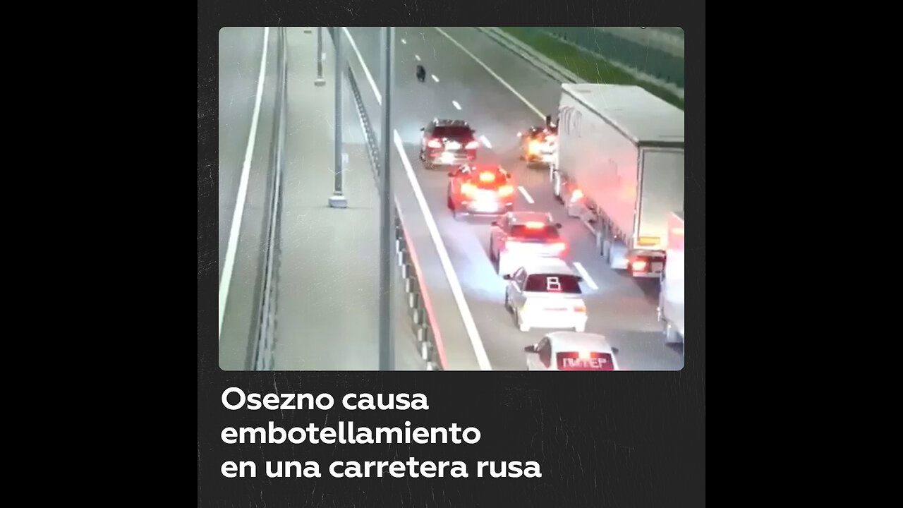 Un pequeño oso causa embotellamiento de tráfico al salirse de su hábitat