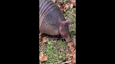 Armadillo in Northeast Florida