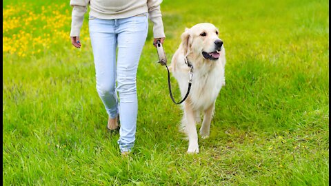 Teach ANY dog to walk nice on the leash under 5 MINUTES*