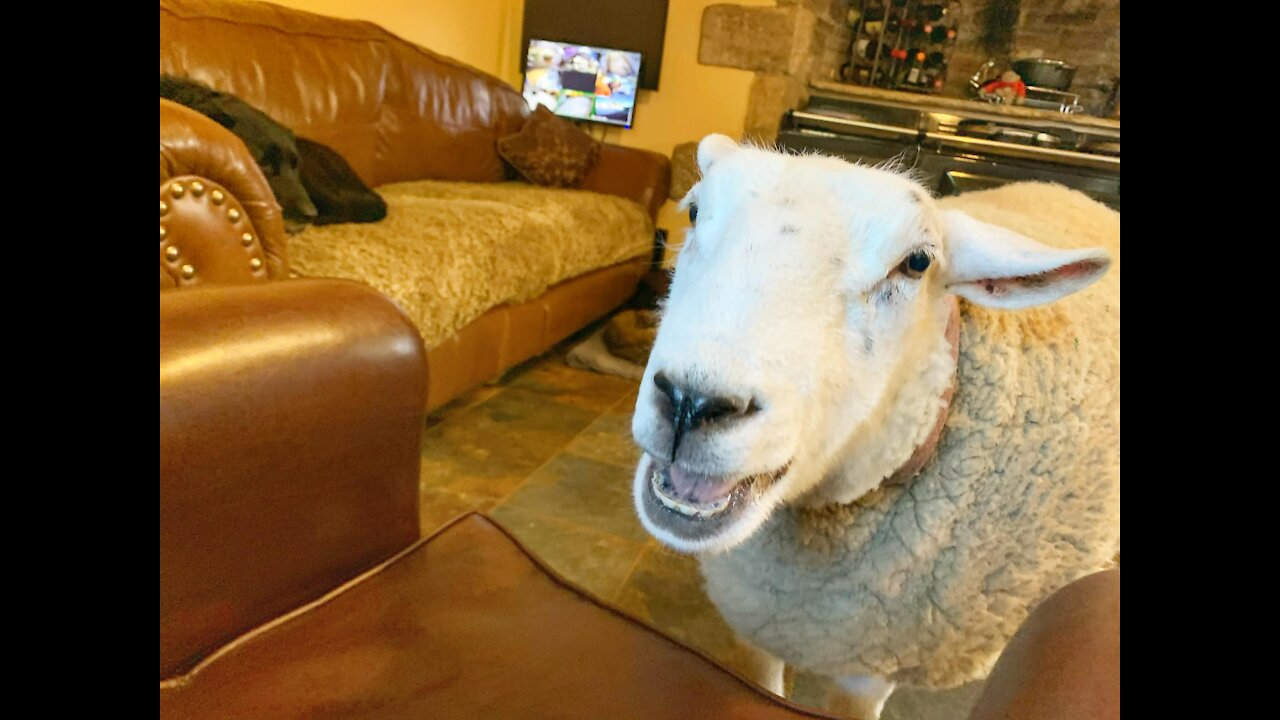 Orphaned Sheep Bella Believes She's a Dog