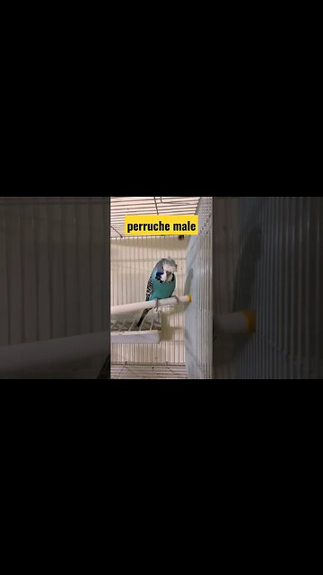 perruche mâle
