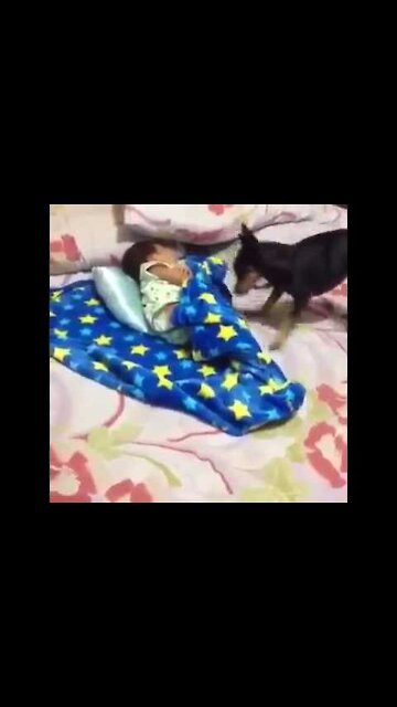 dog covering baby!!