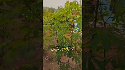 suasana di pedesaan yg masih asri #suasanapedesaan #pecintaalam #shorts