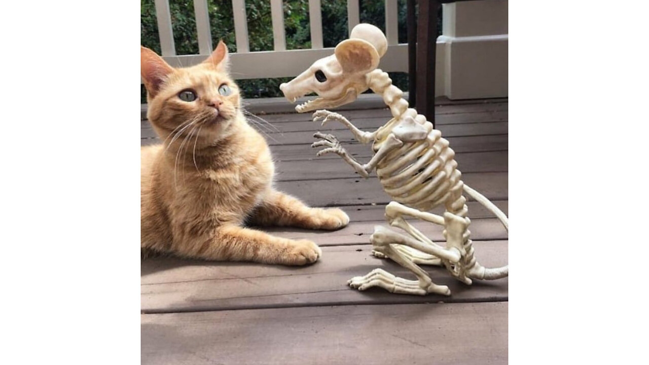 Funny moments from the life of cats. Fun with cats.