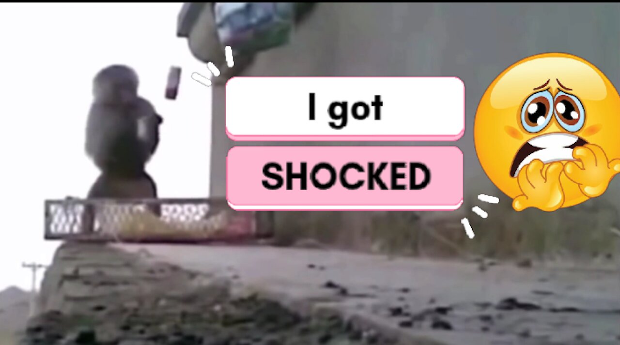 Monkey got shocked!!!