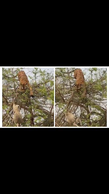 Tiger hunting monkeys on tree