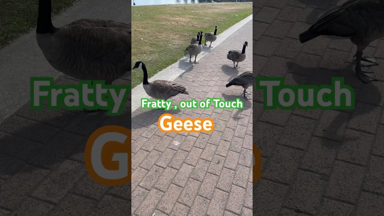 Audacious Geese fear nobody #funny #shortvideo