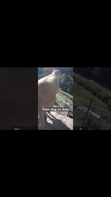 Farm surveillance. Dog on watch
