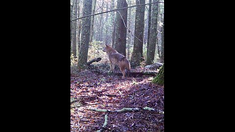 Coyotes Last nite