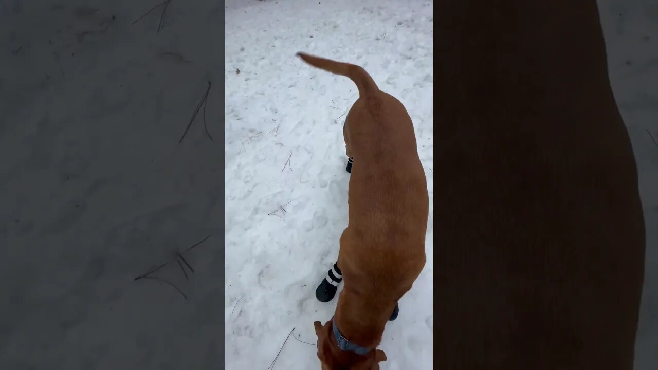 Snow boots for my Fox Red Lab. I can’t get enough of this video.