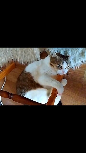 Funny cat fooling around