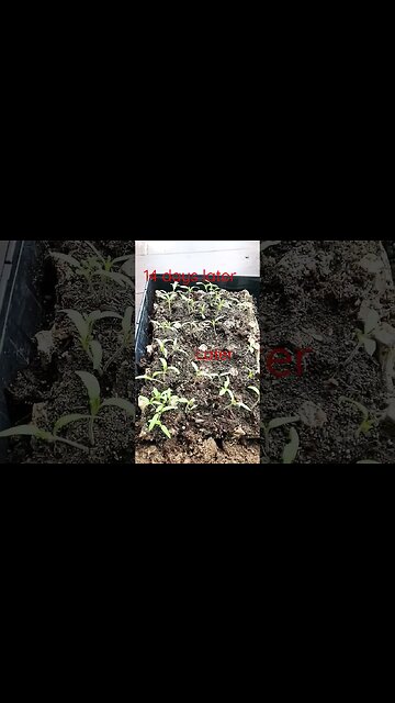 14 days later..36 healthy tomato starts #shortsvideo #tomatoes #gardening #socialmedia