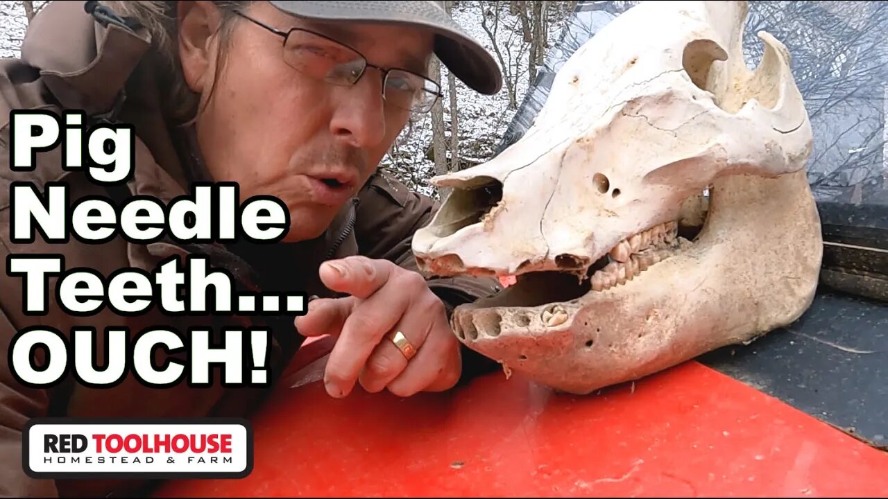 Wolf Teeth, Needle Teeth, and Tusks - Are they all the same?